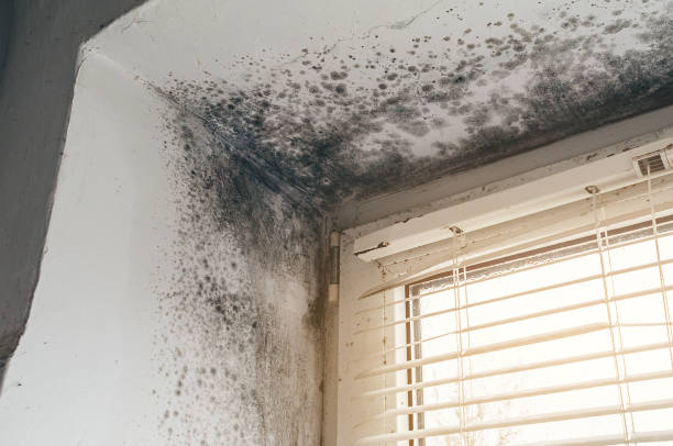 Affordable Crawl Space Mold Removal solutions in Denville, NJ